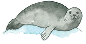 illustration of a seal