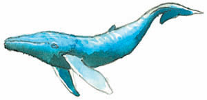 illustration of whale