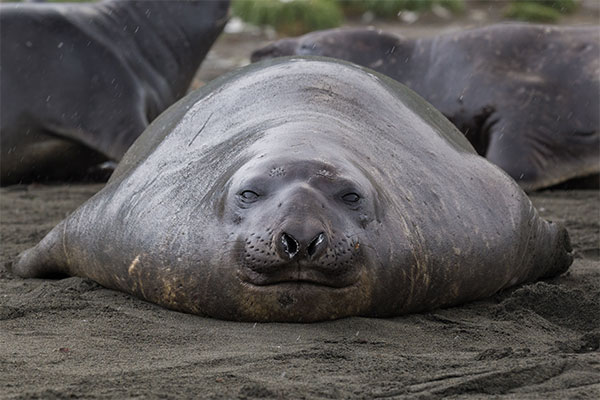 a big seal lying down