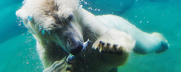 A polar bear underwater eating a fish
