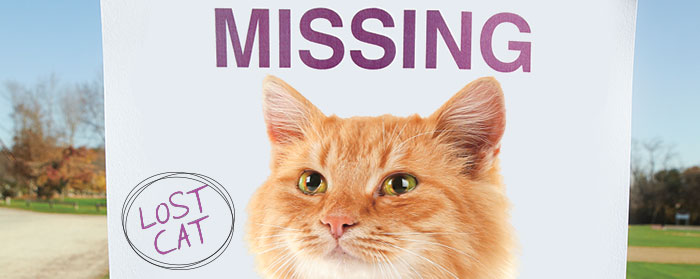 image of a missing poster for a lost cat