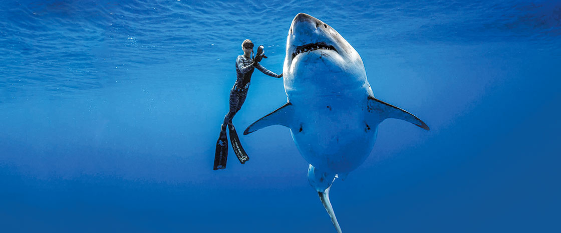 A scuba diver underwater swimming next to a large shark