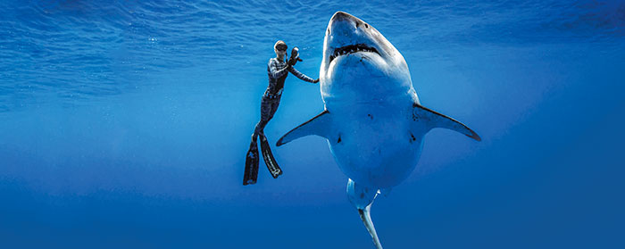 A scuba diver underwater swimming next to a large shark