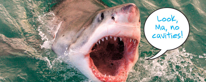 Shark coming out of the water with an open mouth. Text reads: Look, Ma, no cavities!