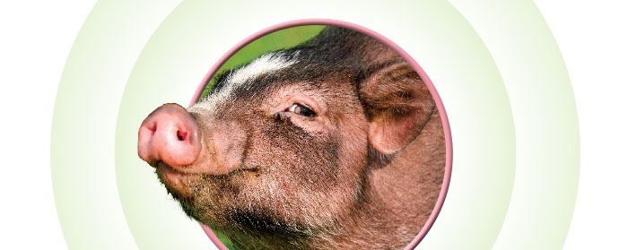 A brown pig smiling