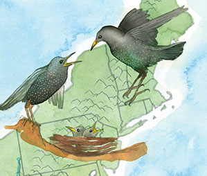 Illustration of two large birds next to a nest of baby birds