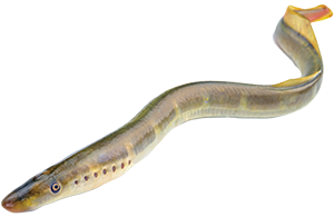 A long gray fish creature