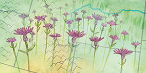 Illustration of weeds