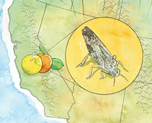 Illustration of a sneaky bug on fruit