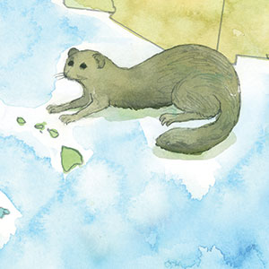 Illustration of a mongoose