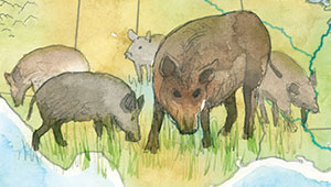 Illustration of a pack of wild pigs