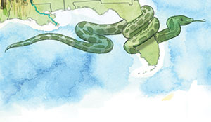 Illustration of a snake wrapped around the edge of Florida