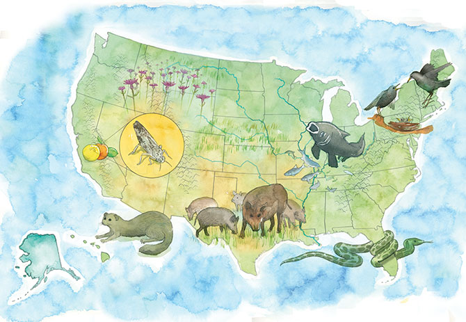 Enlargeable map of where different invasive species can be found in America