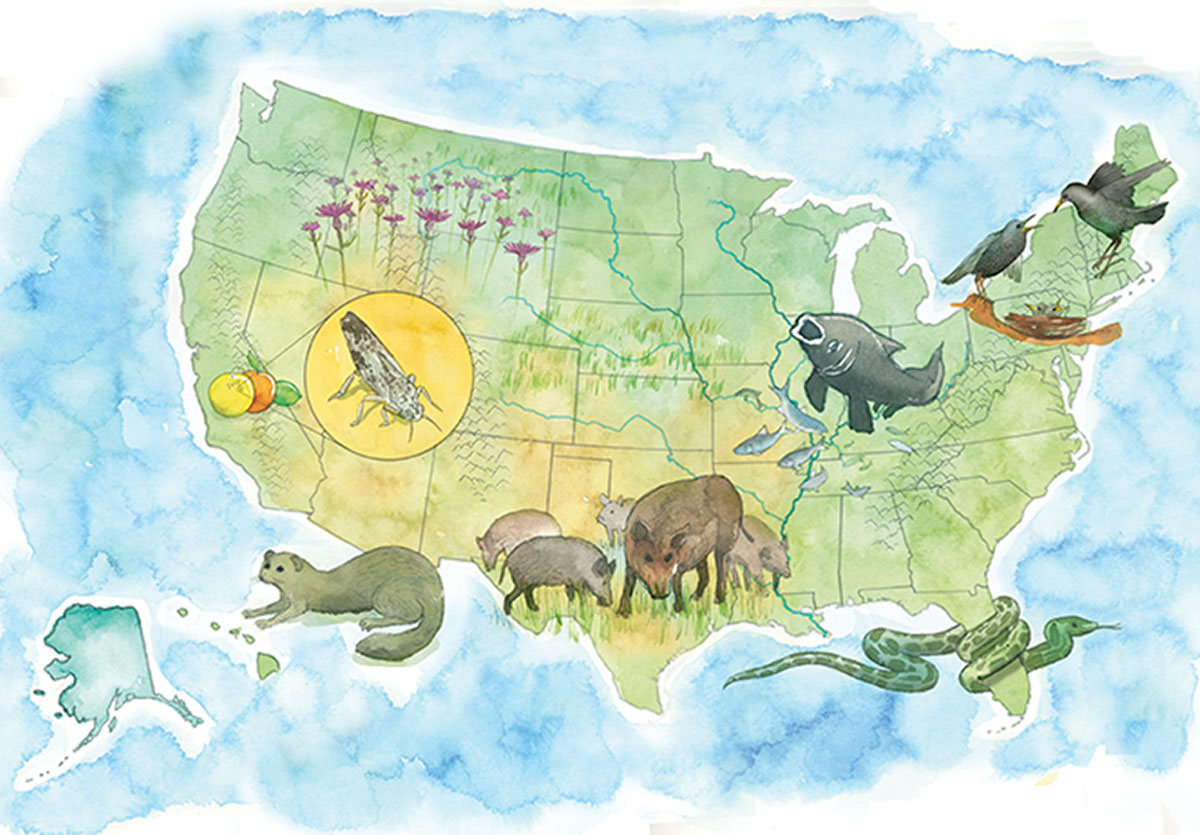 Map of where different invasive species can be found in America