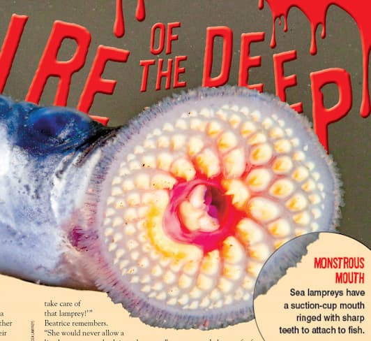 A long snake like creature with several rows of teeth in its large mouth