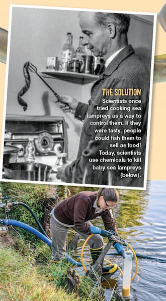 Black and white photo of a scientist cooking a lamprey and a scientist treating the lake