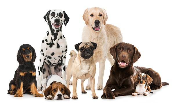 A group of adorable dogs