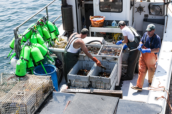 Fisherman moving crates of fish on a boat