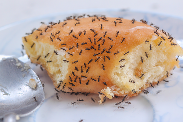 Ants crawling all over a piece of a donut