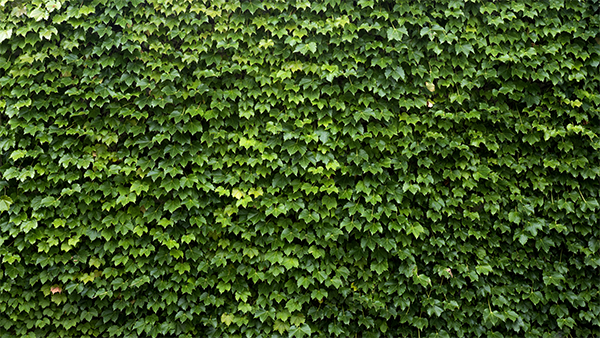 Pointed leaves growing and covering a surface
