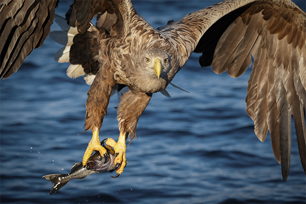 A hawk with a fish in its talon