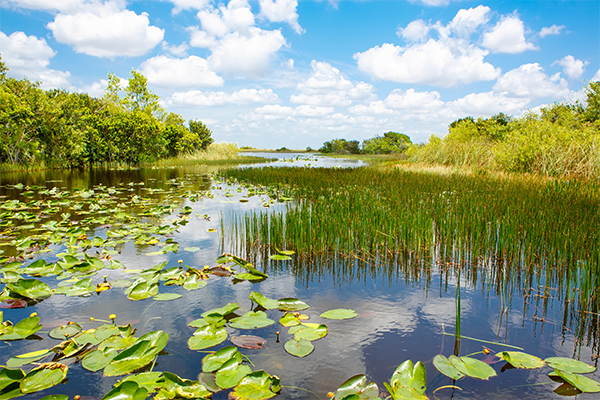 A river with vegetation and lily pads in it