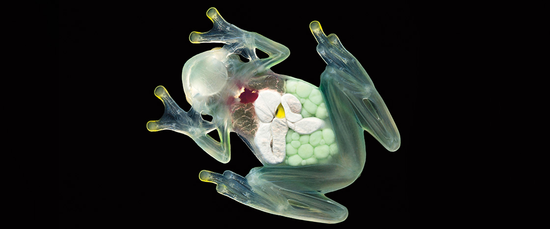 Image of a frog with translucent skin so its organs are visible