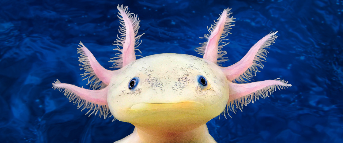 Image of an Axolotl