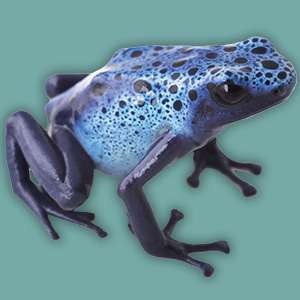 Image of a small bright blue frog
