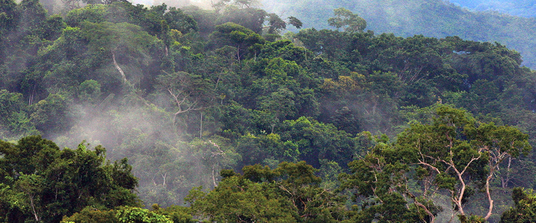 Bird's eye view of the Amazon Rainforest