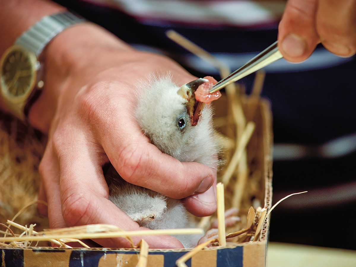 Image of volunteers feeding a baby eagle