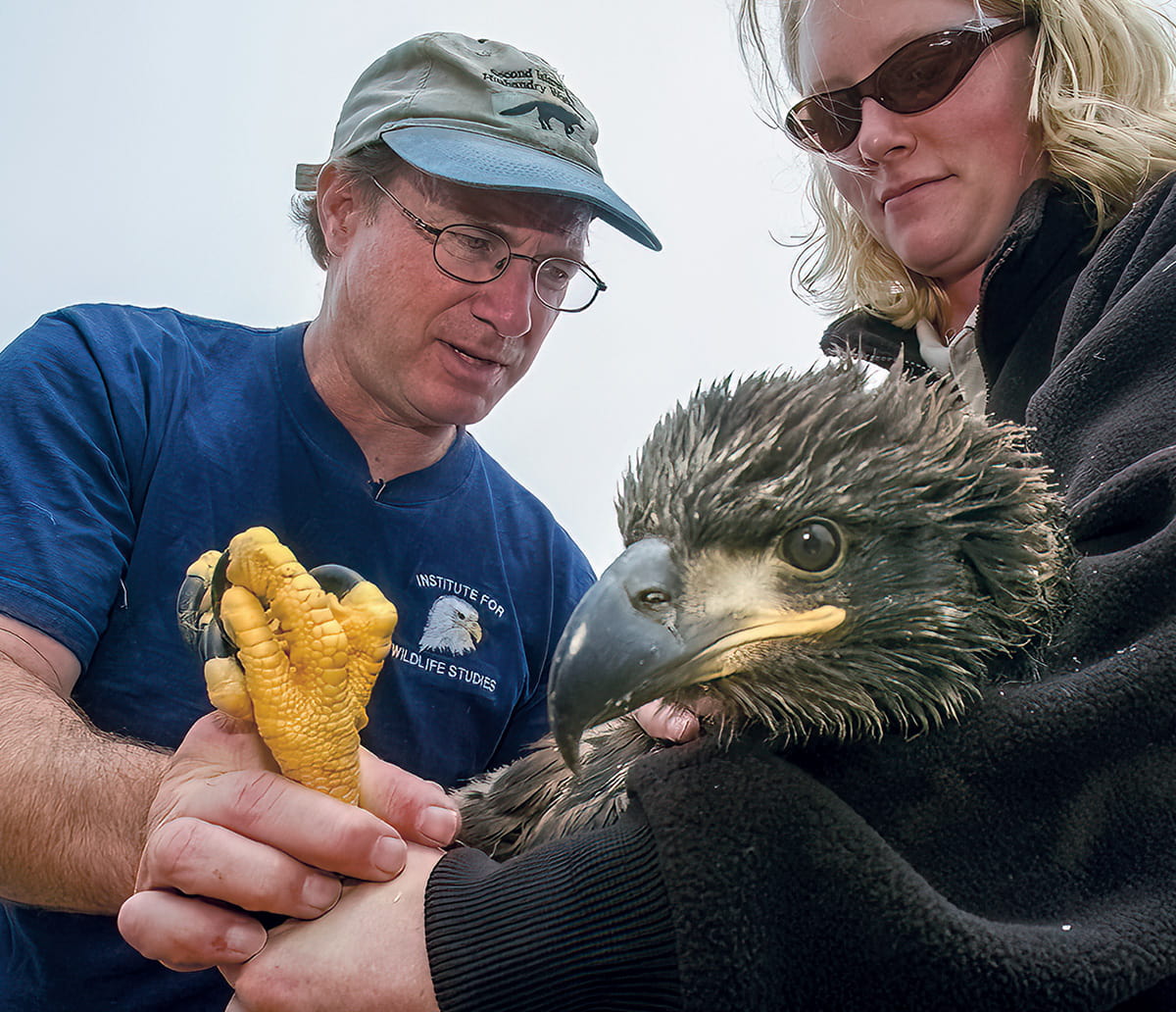 Image of two volunteers caring for an eagle