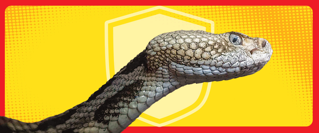 Image of a rattlesnake