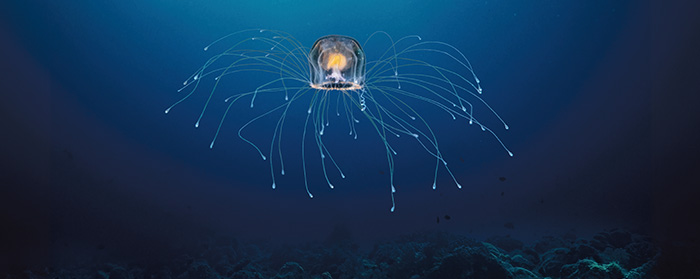 Illustration of a blob with many thing tedrils swimming deep underwater