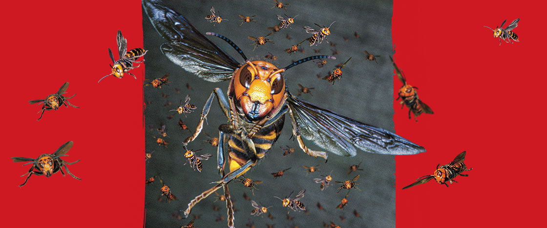 Image of a swarm of murder hornets