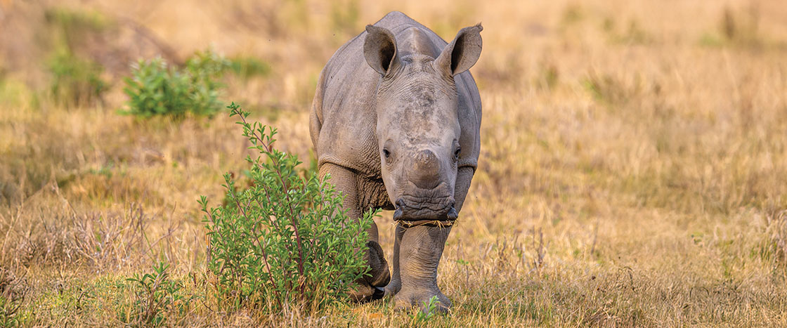 A young rhinoceros walks through dry grassland toward the viewer